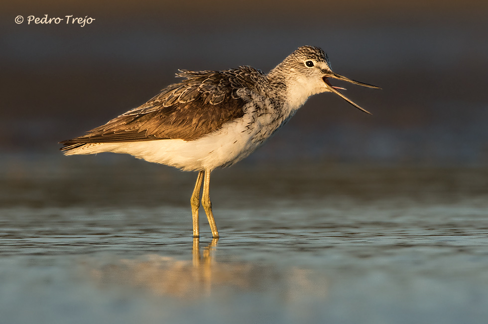 Archibebe claro (Tringa nebularia)